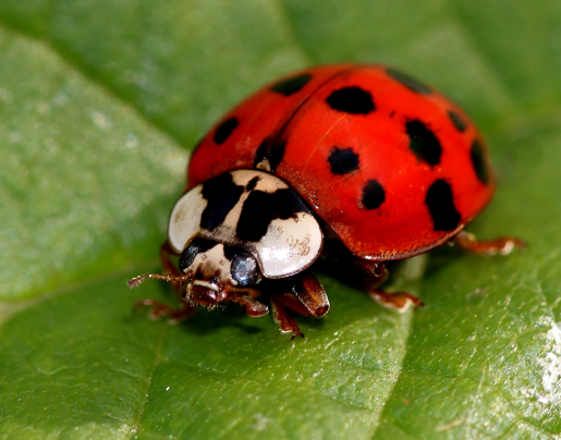 asian lady beetle