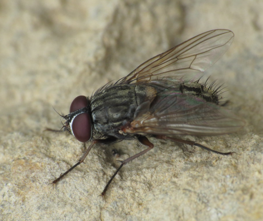 false stable fly